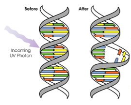DNA mutation by UVB