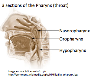 3 sections of the pharnx