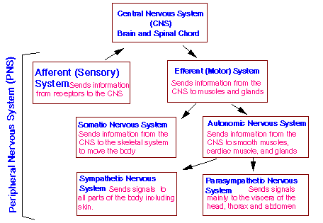 Organization Of The Nervous System Chart