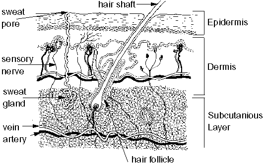 Skin Structure Chart