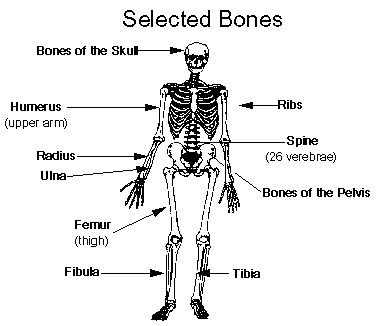 Simple diagram of the skeleton